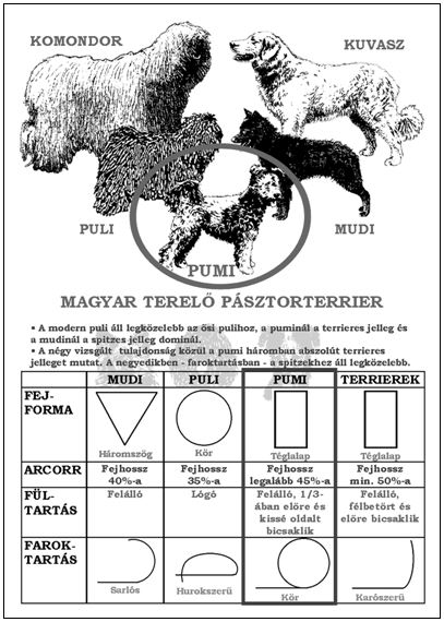 A pumi magyar terelő pásztorterrier