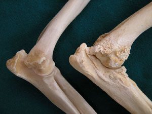 Egészséges és könyökízületi diszpláziás kutya csontja
